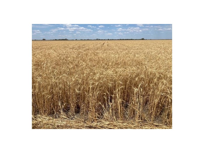 Crossdale, Walgett NSW 2832