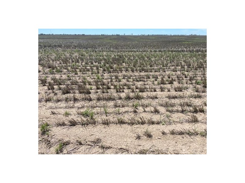 Congewoi, Walgett NSW 2832