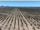 Congewoi, Walgett NSW 2832