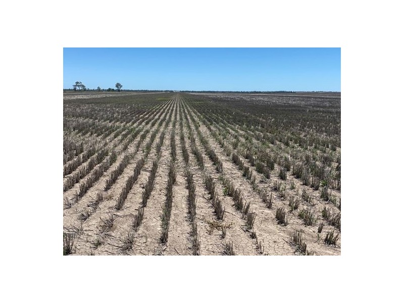 Congewoi, Walgett NSW 2832
