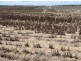 Congewoi, Walgett NSW 2832