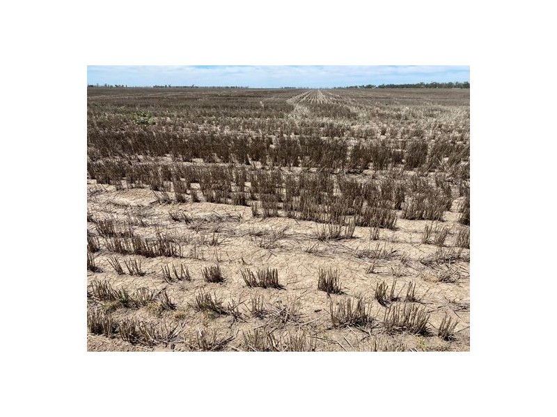 Congewoi, Walgett NSW 2832