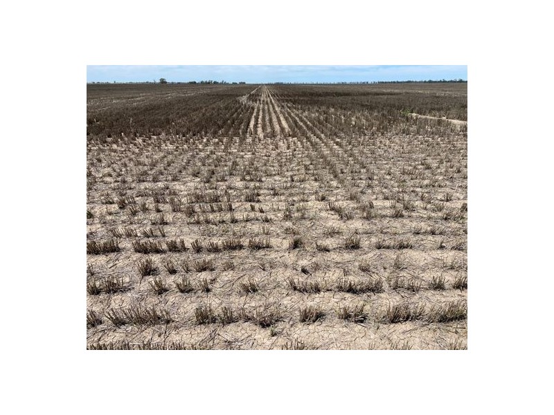 Congewoi, Walgett NSW 2832