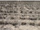 Congewoi, Walgett NSW 2832