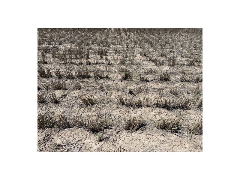 Congewoi, Walgett NSW 2832