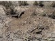 Congewoi, Walgett NSW 2832