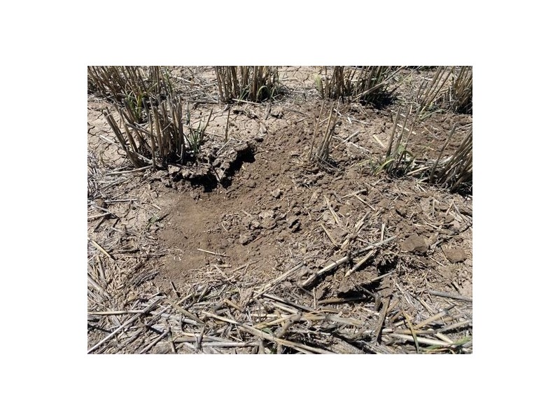 Congewoi, Walgett NSW 2832
