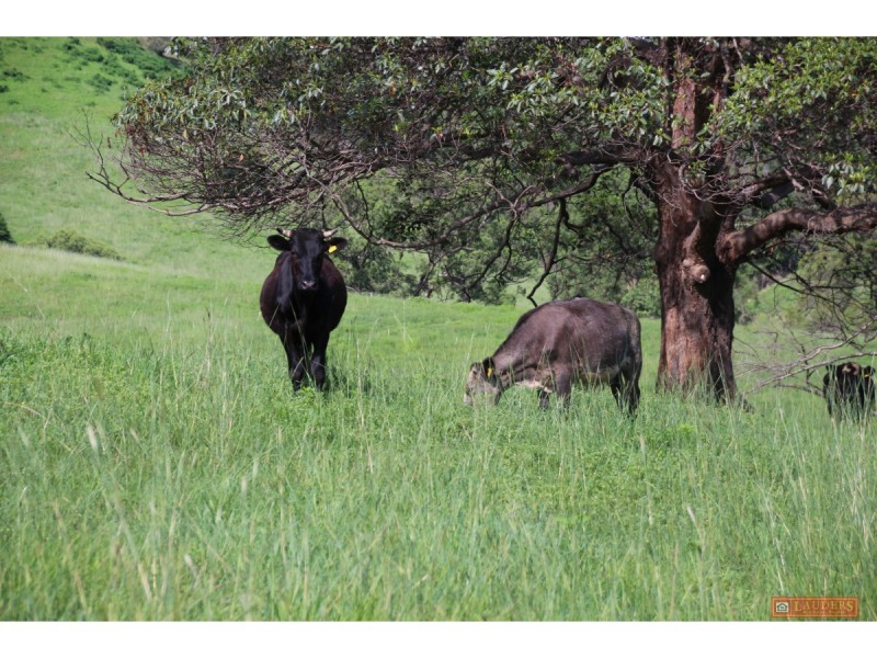 185 Plantation Lane, Cedar Party NSW 2429