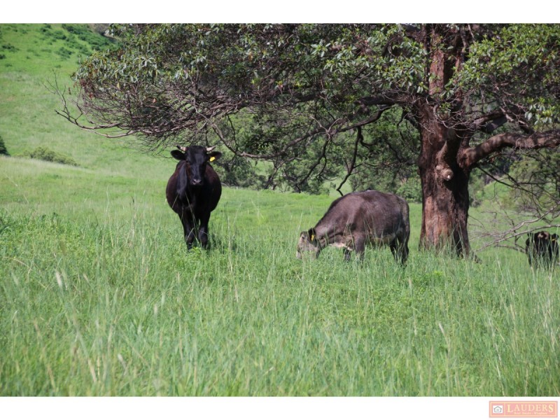 185 Plantation Lane, Cedar Party NSW 2429