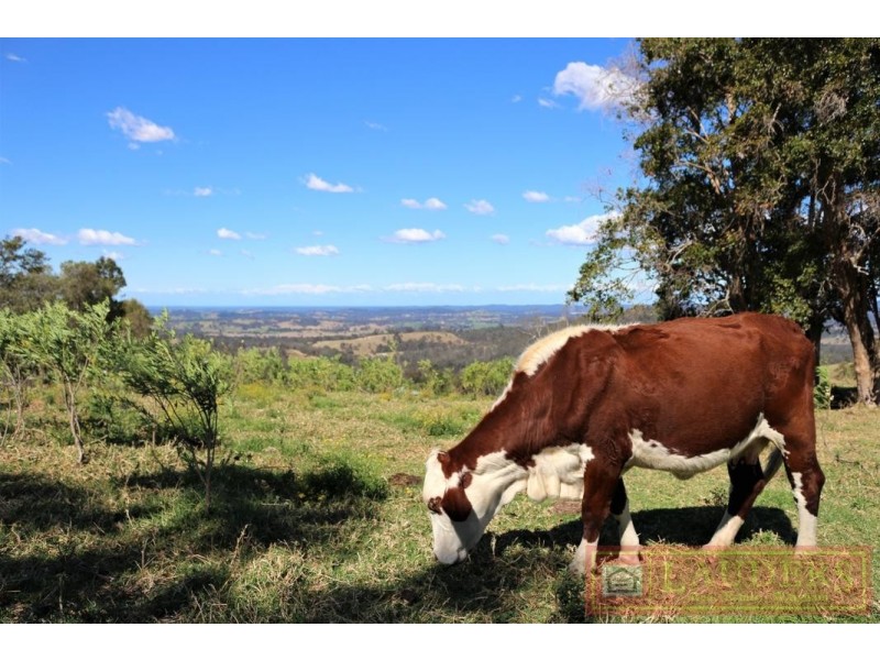 Dollys Flat NSW 2429