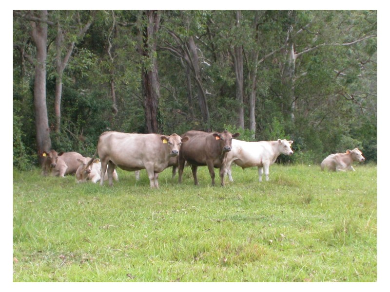 Caparra NSW 2429