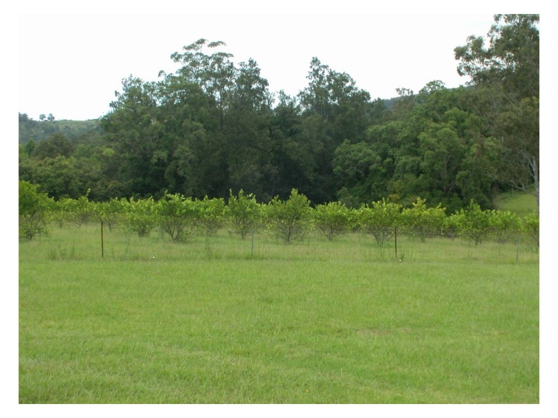 Caparra NSW 2429