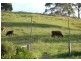 Krambach NSW 2429
