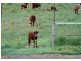 Krambach NSW 2429