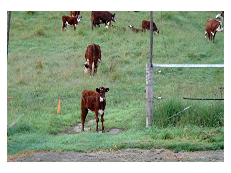 Krambach NSW 2429