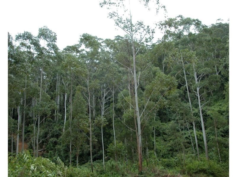 Mooral Creek NSW 2429