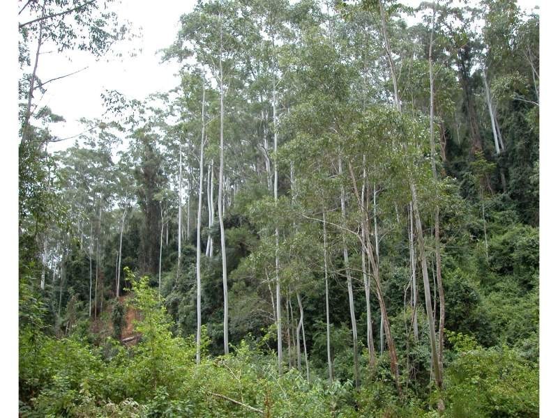 Mooral Creek NSW 2429