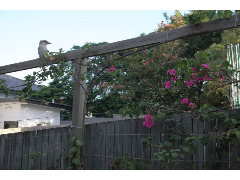 21 Ballarat Street, Mount Gravatt East QLD 4122