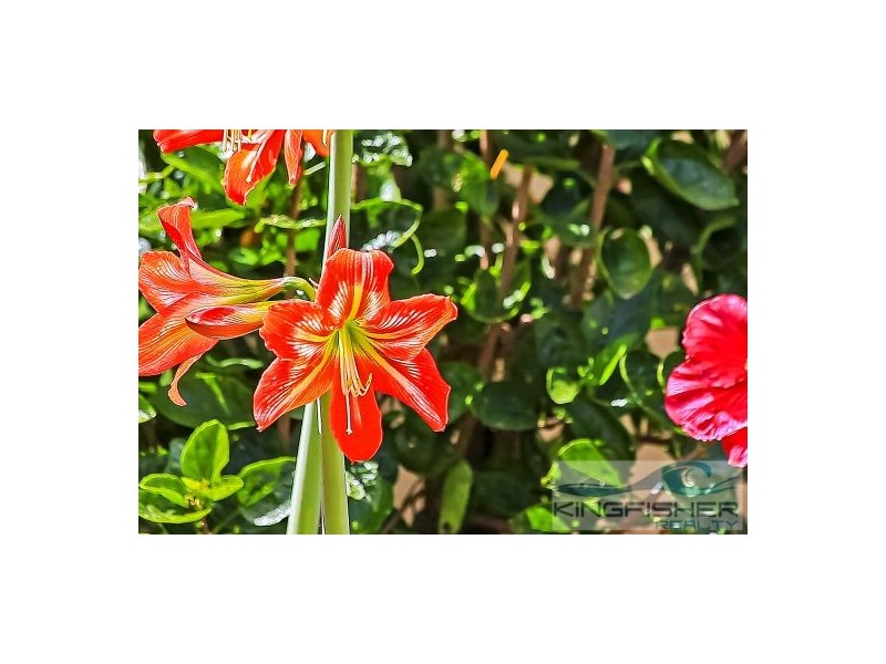 5 Shoalwater Court, Burleigh Waters QLD 4220