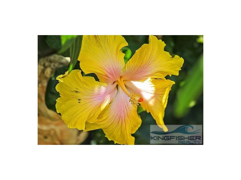 5 Shoalwater Court, Burleigh Waters QLD 4220