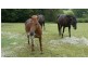 Willow Vale QLD 4209
