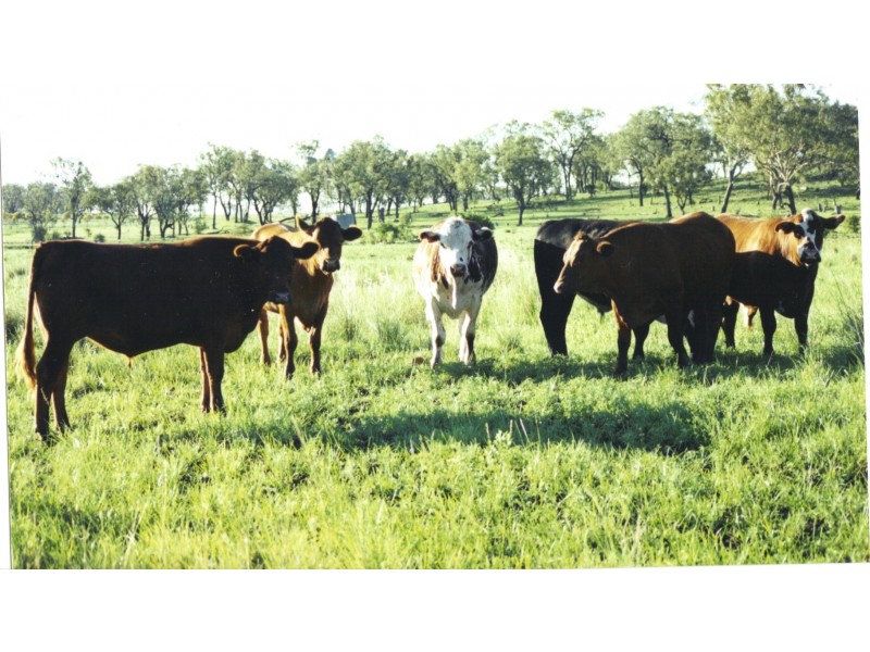 79 Ehrlich Road, Linthorpe, Toowoomba QLD 4350