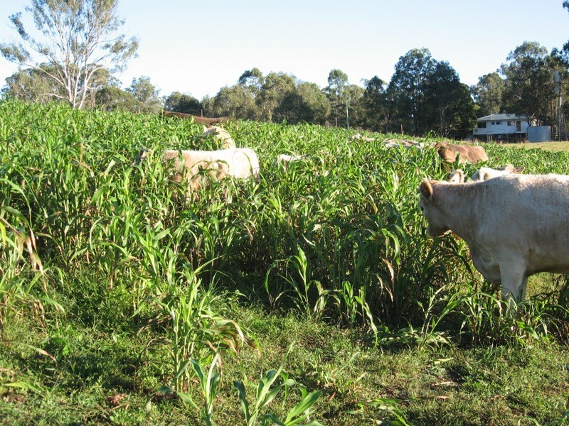 1412 Chambers Flat Road, Chambers Flat QLD 4133