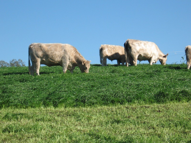 1412 Chambers Flat Road, Chambers Flat QLD 4133