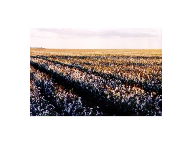 4684 Toowoomba-Cecil Plains Road, Toowoomba QLD 4350