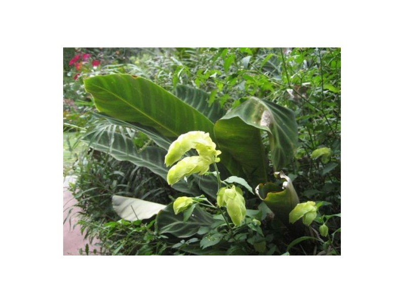 32 Aragon St, Indooroopilly QLD 4068