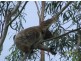 7 Toompany St., Amity Point QLD 4183