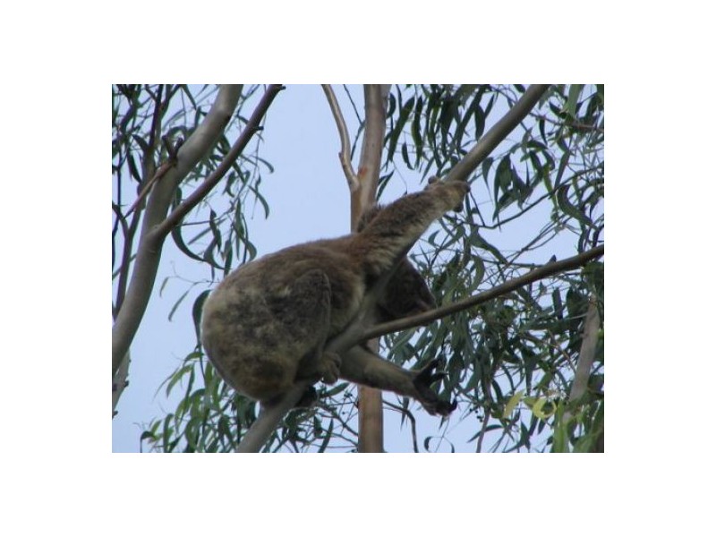 7 Toompany Street, Amity Point QLD 4183