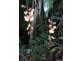 506 Bli Bli Rd, Bli Bli QLD 4560