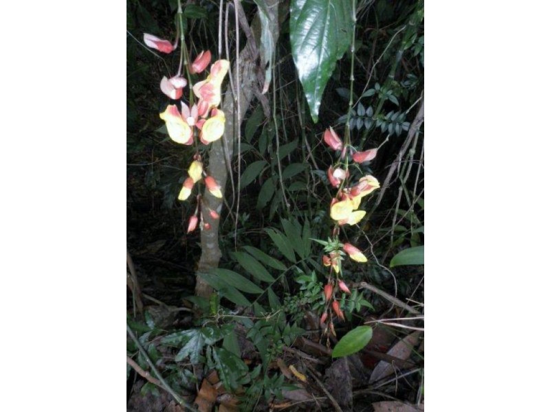 506 Bli Bli Rd, Bli Bli QLD 4560
