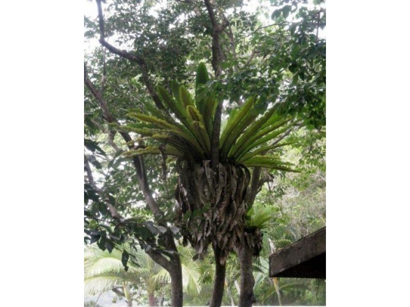 506 Bli Bli Rd, Bli Bli QLD 4560