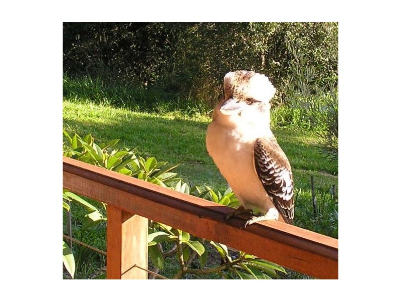 678 Kenilworth Skyring Creek Rd, Cooroy QLD 4563