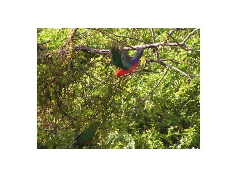 678 Kenilworth Skyring Creek Rd, Cooroy QLD 4563