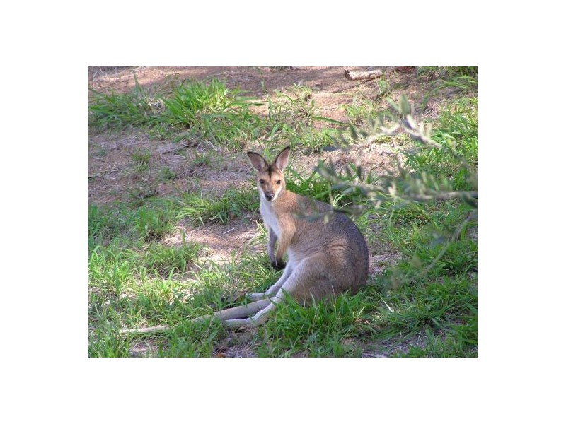 678 Kenilworth Skyring Creek Rd, Cooroy QLD 4563