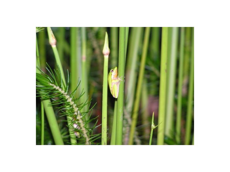 678 Kenilworth Skyring Creek Rd, Cooroy QLD 4563