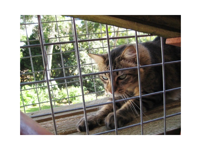 Nipa Ct, Eagle Heights QLD 4271