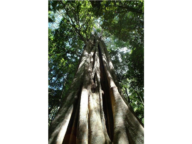 135 Eagle Heights Road, Eagle Heights QLD 4271