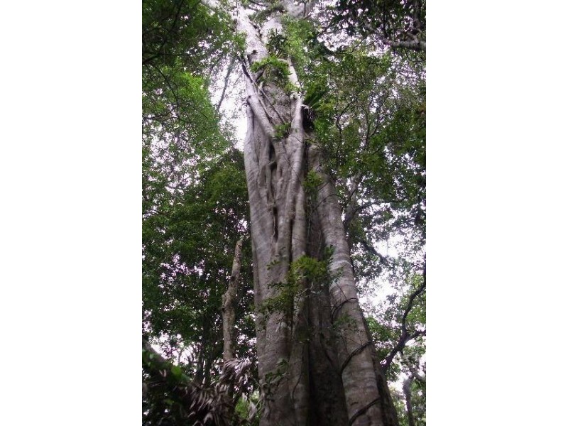 Eagle Heights Road, Eagle Heights QLD 4271