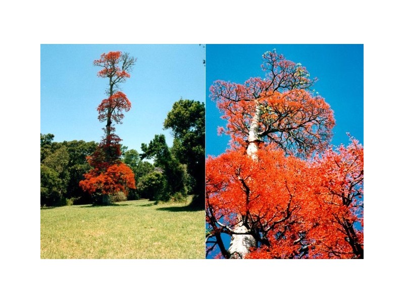 Eagle Heights Road, Eagle Heights QLD 4271