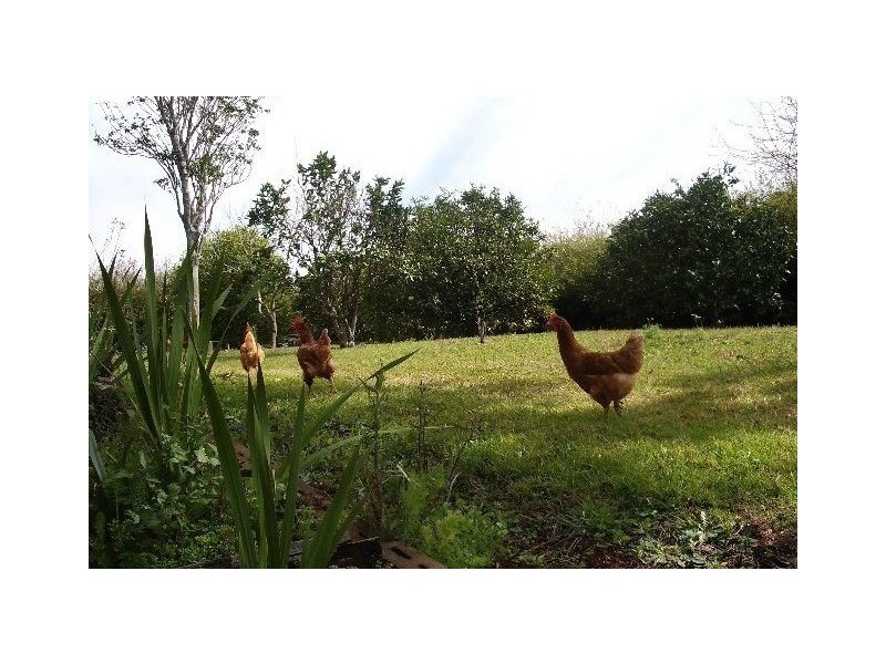 151 Eagle Heights Road, Eagle Heights QLD 4271