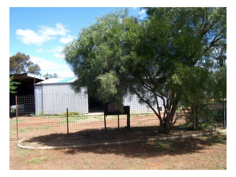 25 THORNBER ST, Oaklands NSW 2646