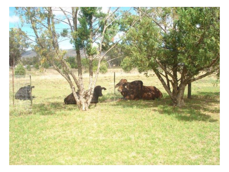 IRELANDA PARK – Moonbi, Tamworth NSW 2340