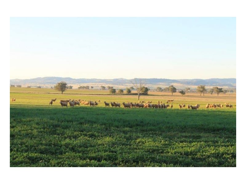 WERRIBEE DOWNS, Tamworth NSW 2340