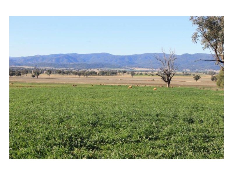 WERRIBEE DOWNS, Tamworth NSW 2340