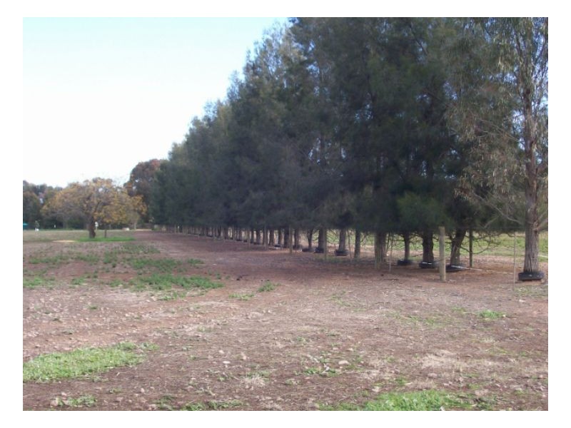 Lot 106 NUNGUNIA ST, Berrigan NSW 2712