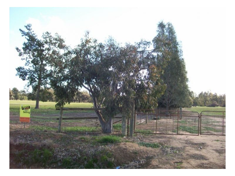 Lot 106 NUNGUNIA ST, Berrigan NSW 2712